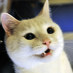 Manji making a face