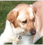 Dog with a bell attached to its collar.